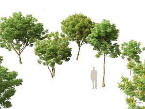 Caesalpinia ferrea - Caesalpinia ferrea