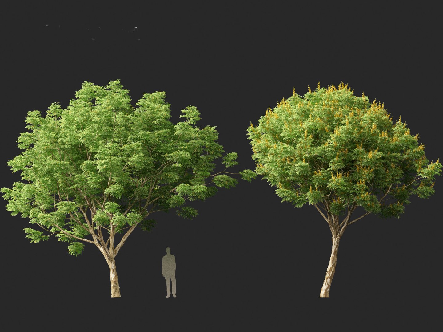 3D Caesalpinia Ferrea - Caesalpinia Ferrea - TurboSquid 2115259