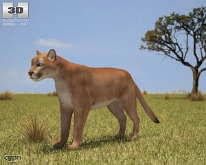 3d model cougar puma