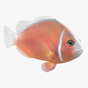 Pink Skunk Clownfish Animated