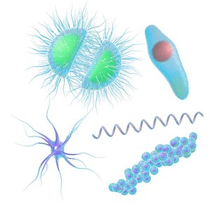 Animated microbes 21-25 3D model