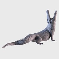 Crocodile
