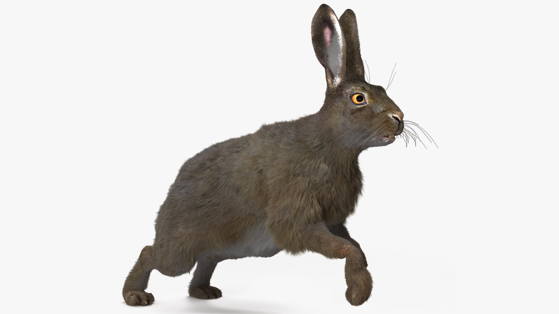 Hare with Fur Animated Rigged 3D model preview