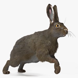 Hare with Fur Animated Rigged