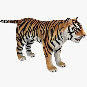 tiger 3D