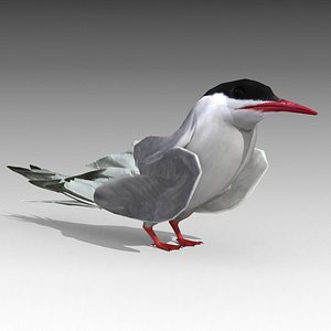 arctic tern animations 3D