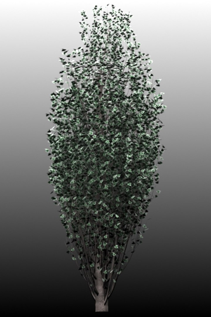 Poplar Trees 3d Model