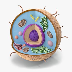 Animal Cell 3D Models for Download | TurboSquid