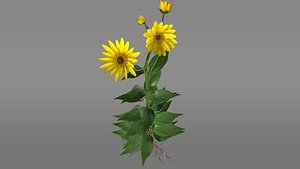 3d helianthus plants sunflower model