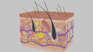 Structure of skin