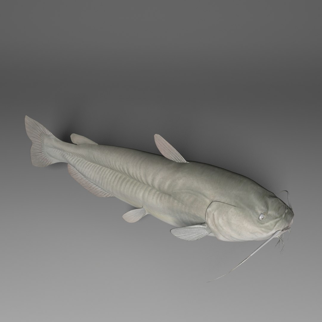 Channel Catfish Fish 3d Model
