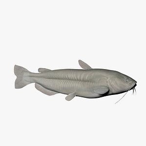 channel catfish fish 3d model