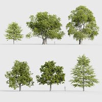Tilia platyphyllos - Bigleaf linden 3D model