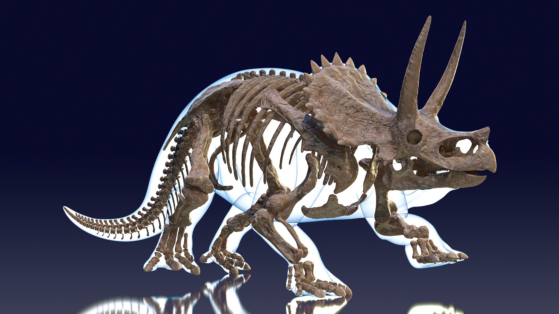 Triceratops Skeleton Fossil with Transparent Skin 3D model preview
