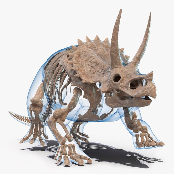 3D triceratops skeleton fossil transparent