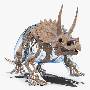 Triceratops Skeleton Fossil with Transparent Skin