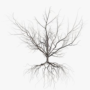 3D maple dry 4 tree bark model