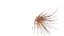 Microscopic Micro organism Pack