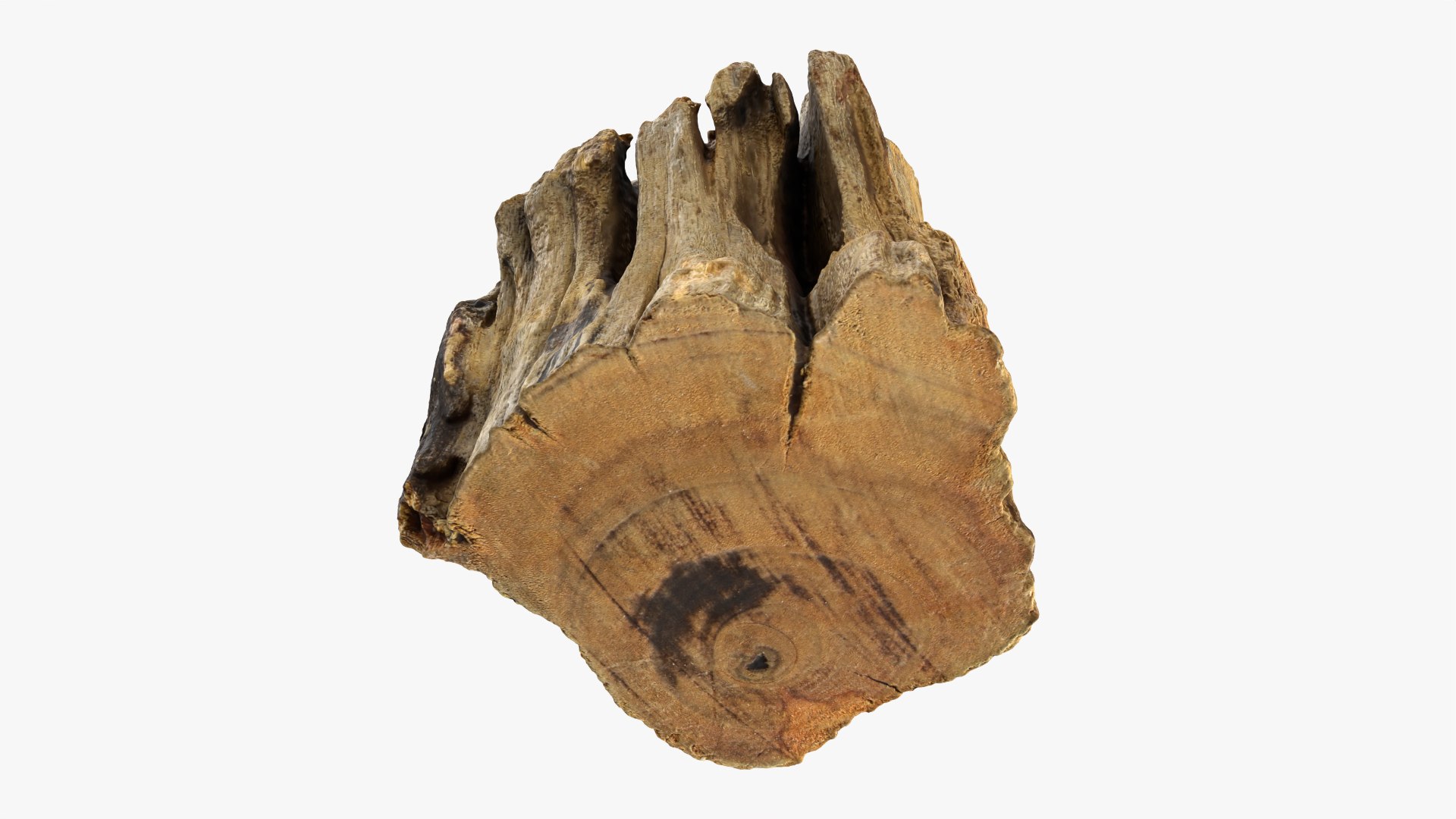3D Tree Trunk Piece 14 https://p.turbosquid.com/ts-thumb/3O/0sXjRJ/26/treetrunkpc14_0004/png/1767284844/1920x1080/fit_q87/01fc4ff42e35c1c302d8cadb214c7cd10c94eb5b/treetrunkpc14_0004.jpg