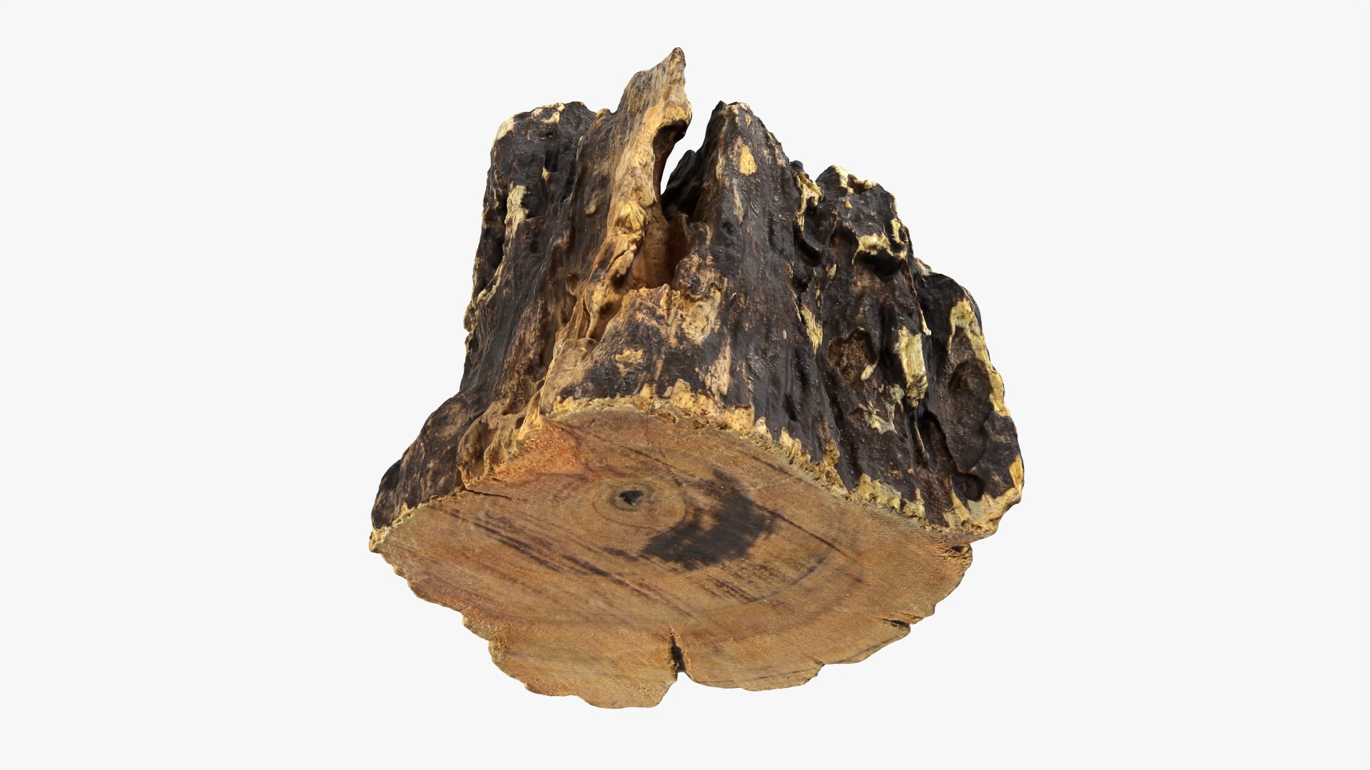 3D Tree Trunk Piece 14 https://p.turbosquid.com/ts-thumb/3O/0sXjRJ/Lm/treetrunkpc14_0002/png/1767284831/1920x1080/fit_q87/95c916b4163e743f9212227d437c96cf87997128/treetrunkpc14_0002.jpg