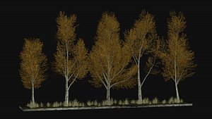 3D Autumn low poly trees five birches Low-poly