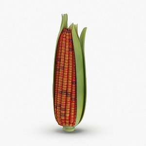 ears-of-corn---01-cv3 3D