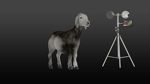 3D model Realistic Rigged Goat PBR Textured 3D Model for Games Animation  Film