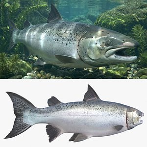 Atlantic Salmon For Blender 3D model