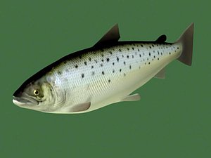 3d steelhead trout