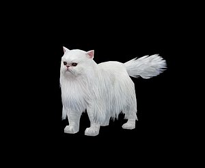 Persian cat