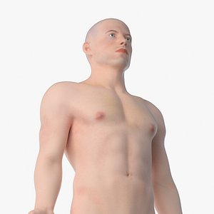 3D Male Body model