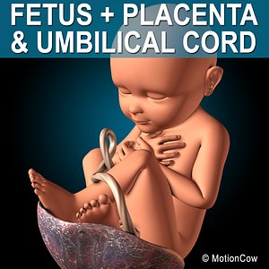 Fetus