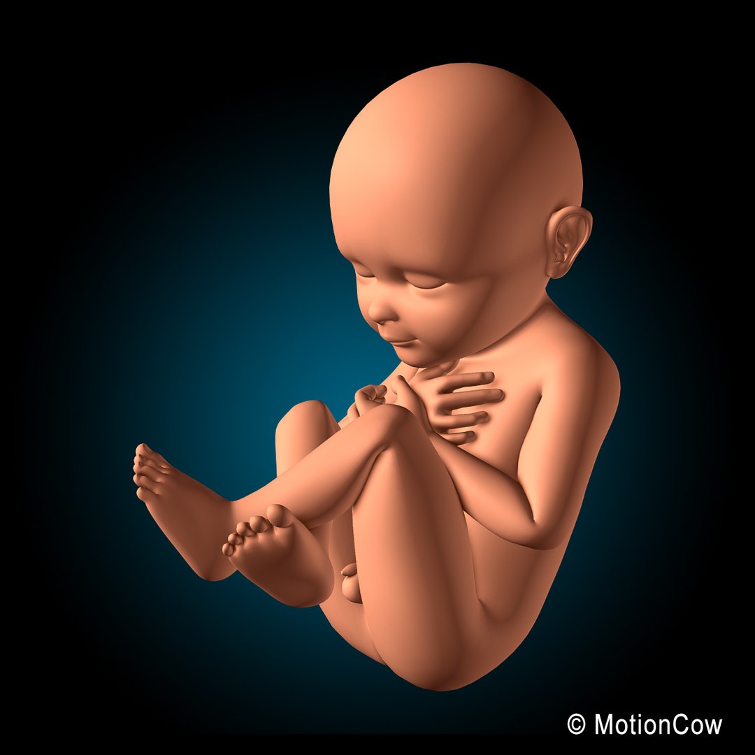 3d Human Fetus