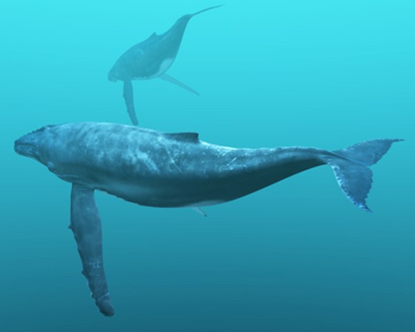 obj humpback whale