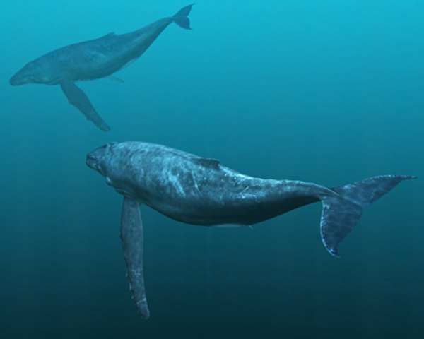 obj humpback whale