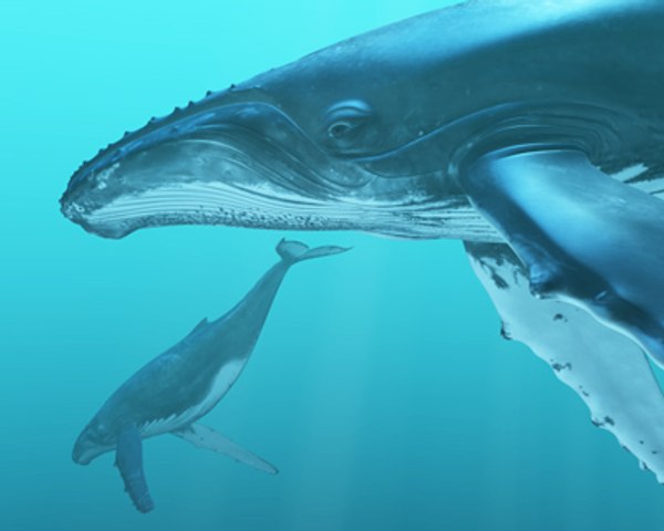 obj humpback whale