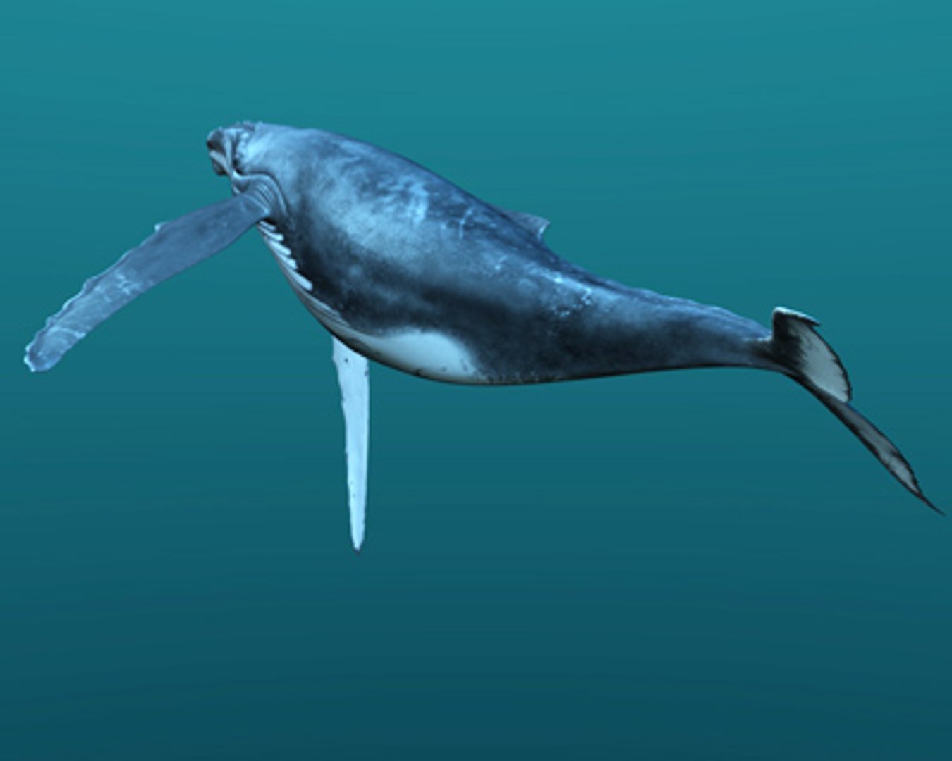 Obj Humpback Whale