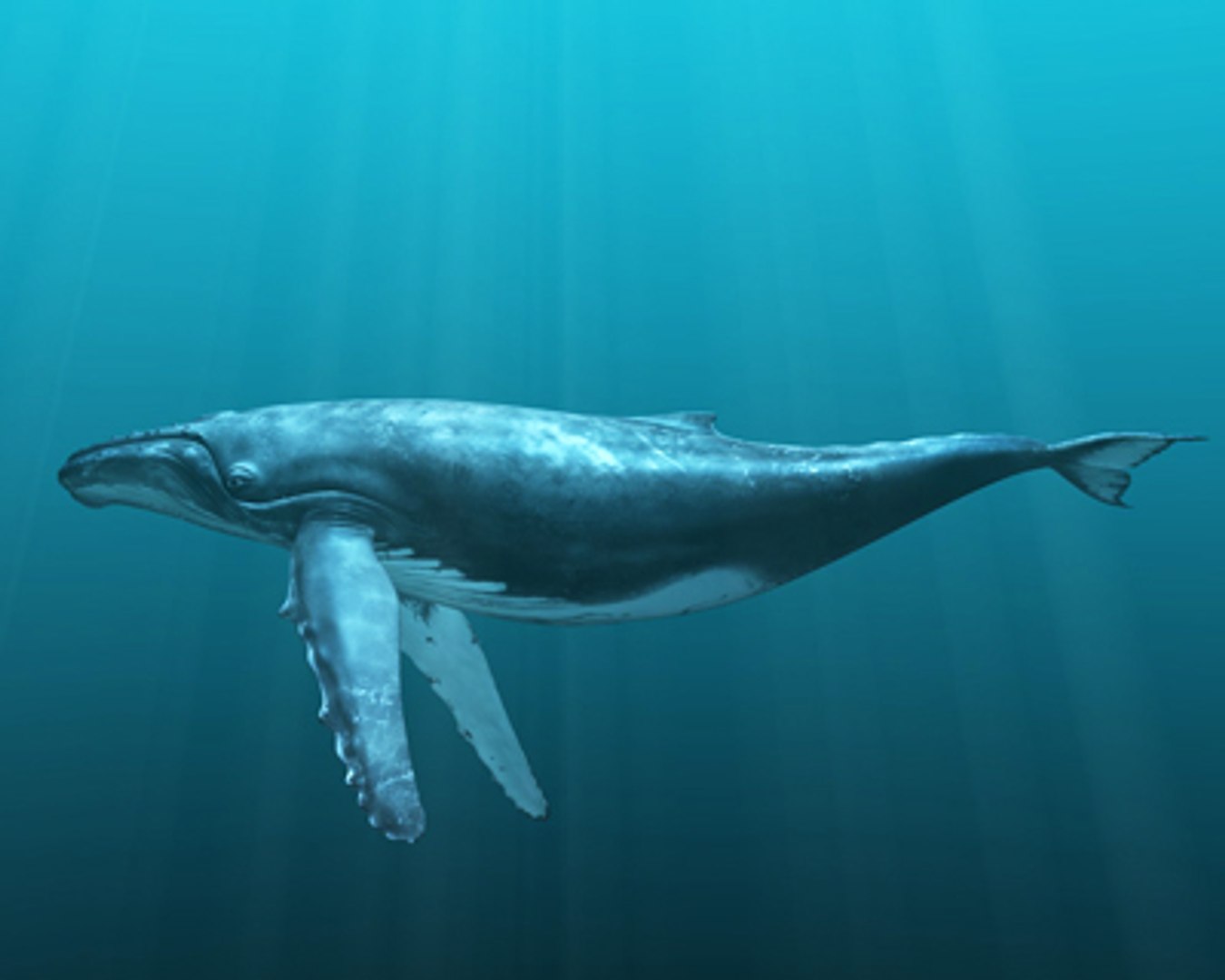 Obj Humpback Whale