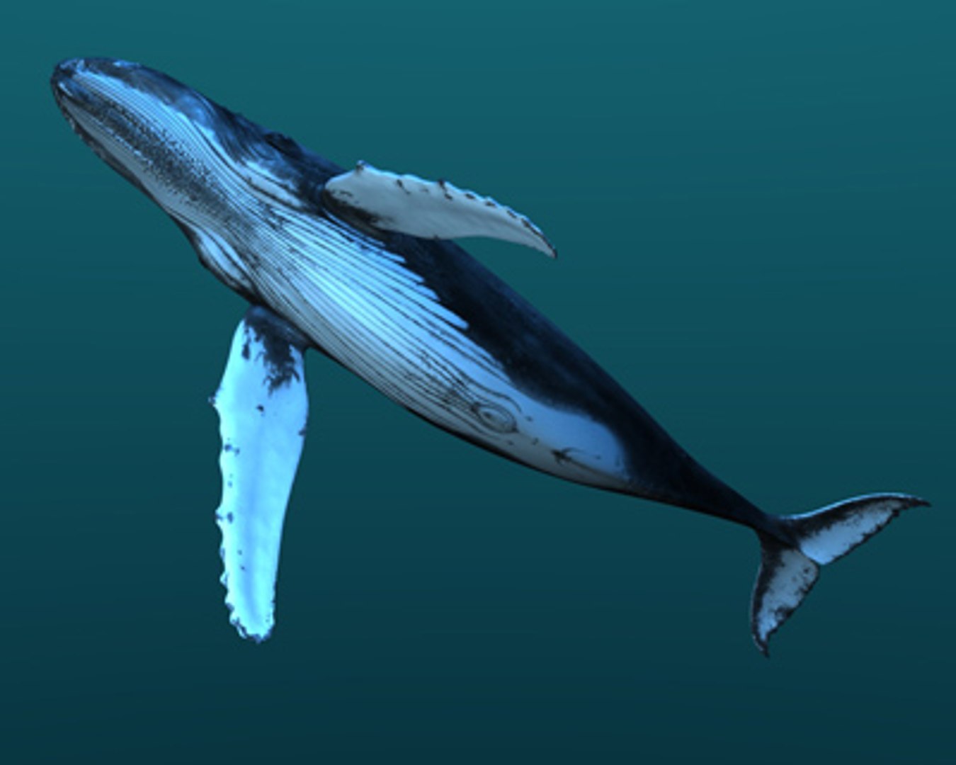 Obj Humpback Whale