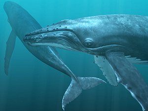 obj humpback whale