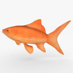 goldfish swim obj