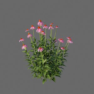 XfrogPlants Purple Coneflower - Echinacea Purpurea