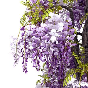 Wisteria Vine 01