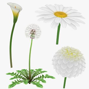 flower daisy dahlia 3D