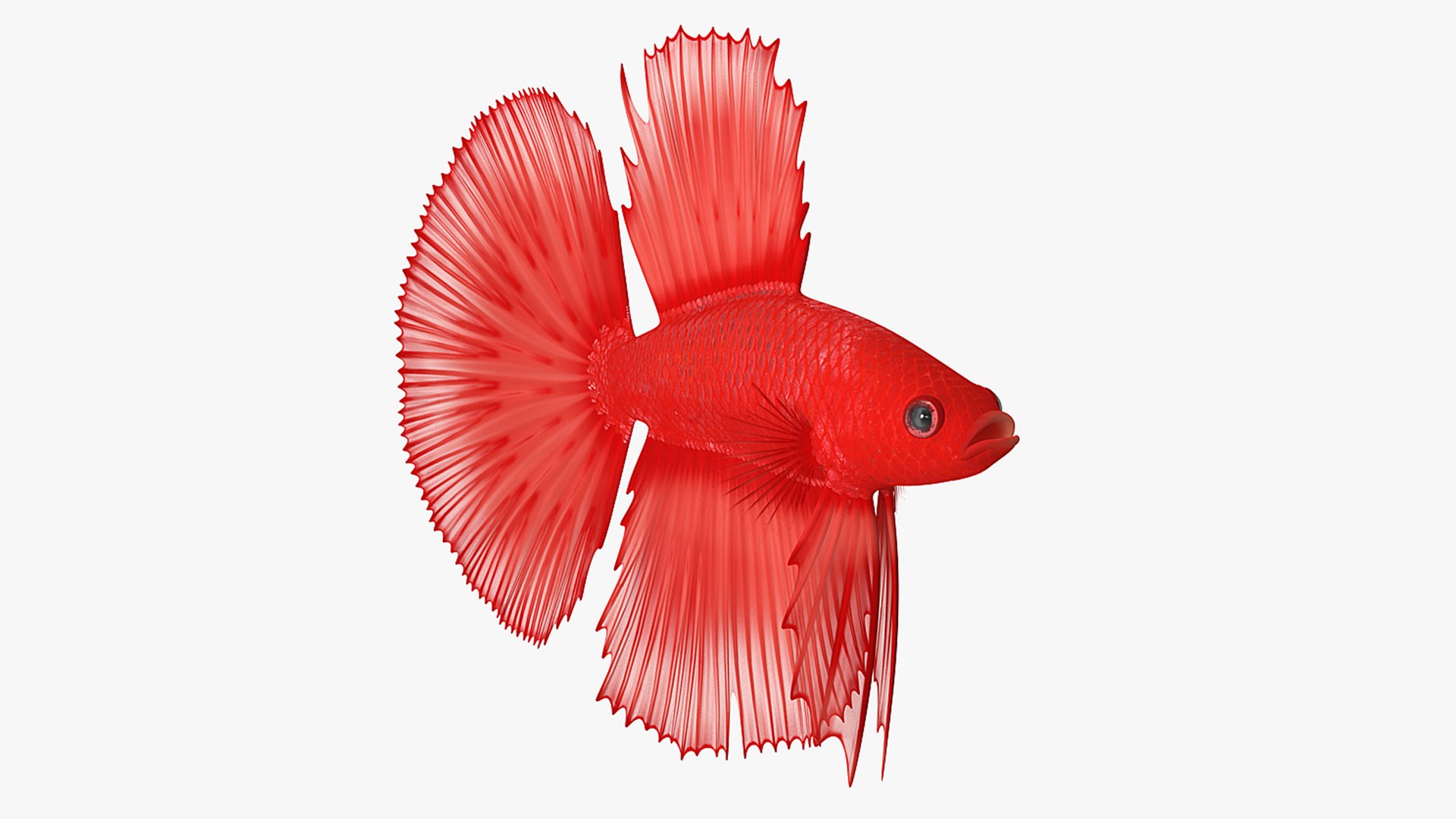 Red Crowntail Betta Fish Rigged for Maya 3D model preview