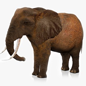 3D African Elephant RIGGED L2363