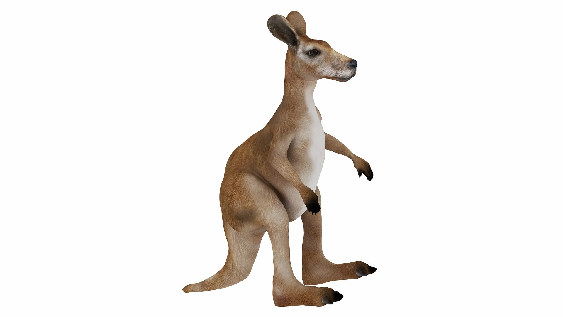 カンガルー3Dモデル - TurboSquid 1444153