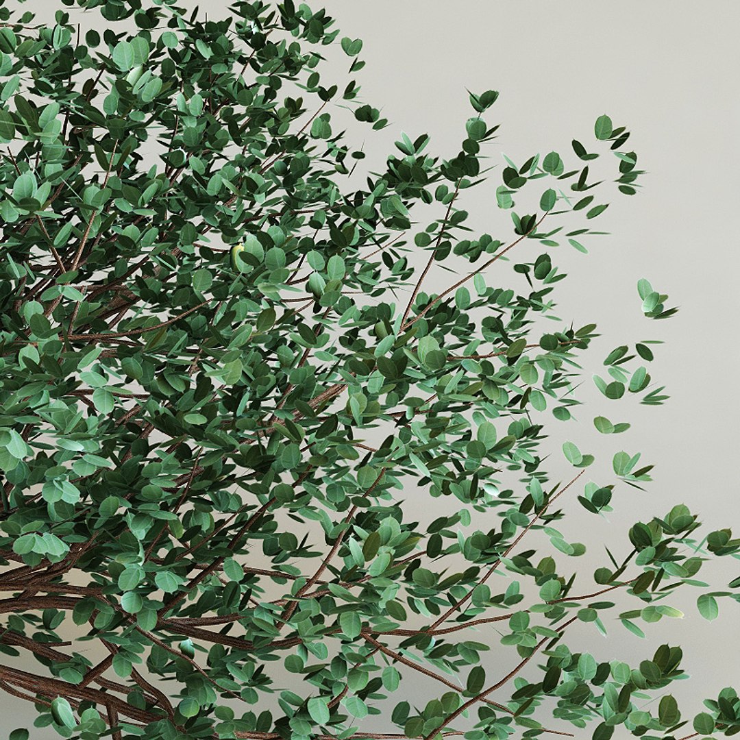 3d model bursera simaruba https://p.turbosquid.com/ts-thumb/3P/2SA7p9/FG4WMAlG/bursera_simaruba0004/jpg/1214048904/1920x1080/fit_q87/c97b24327ce77b88d24b03ec02c2e010b2316305/bursera_simaruba0004.jpg