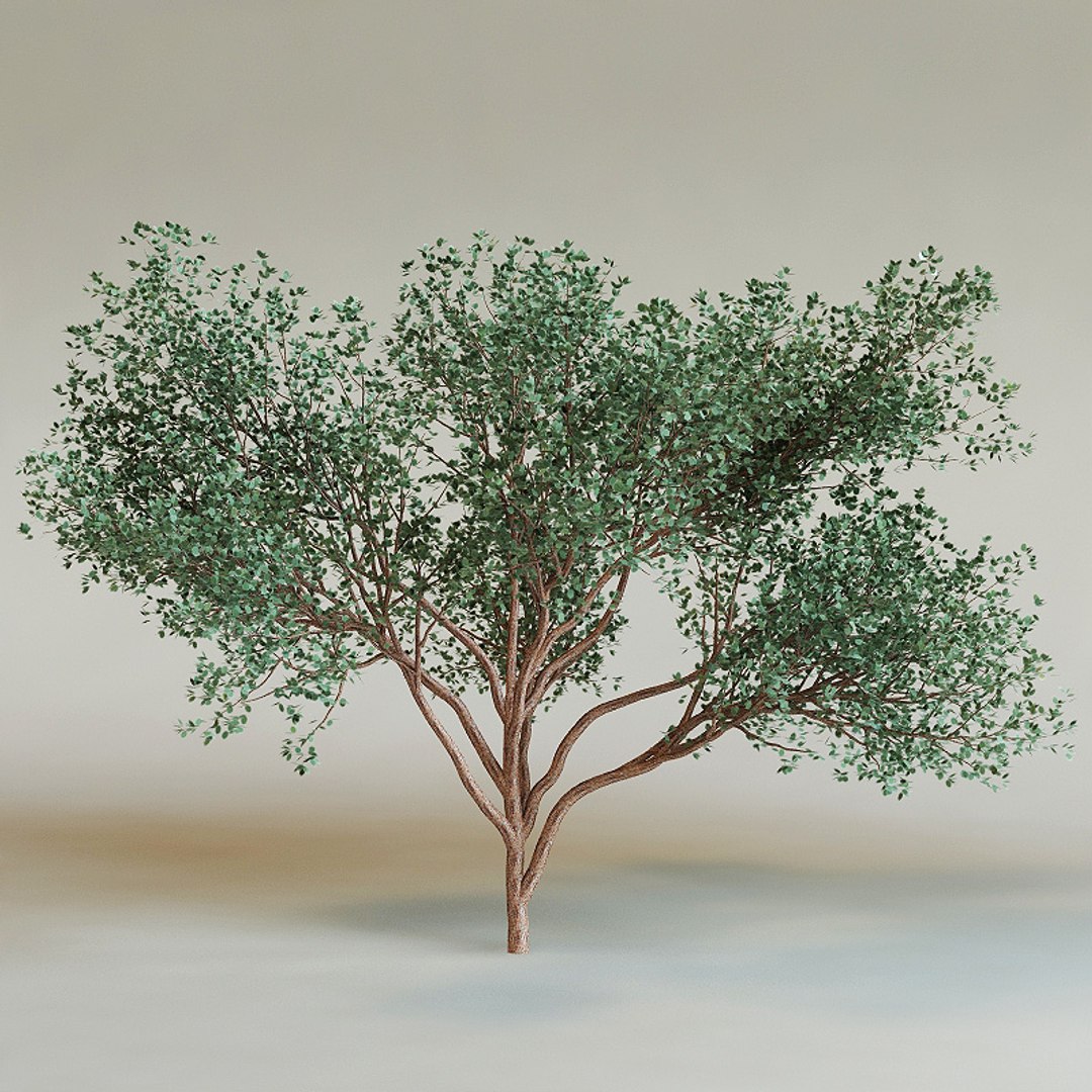 3d Model Bursera Simaruba