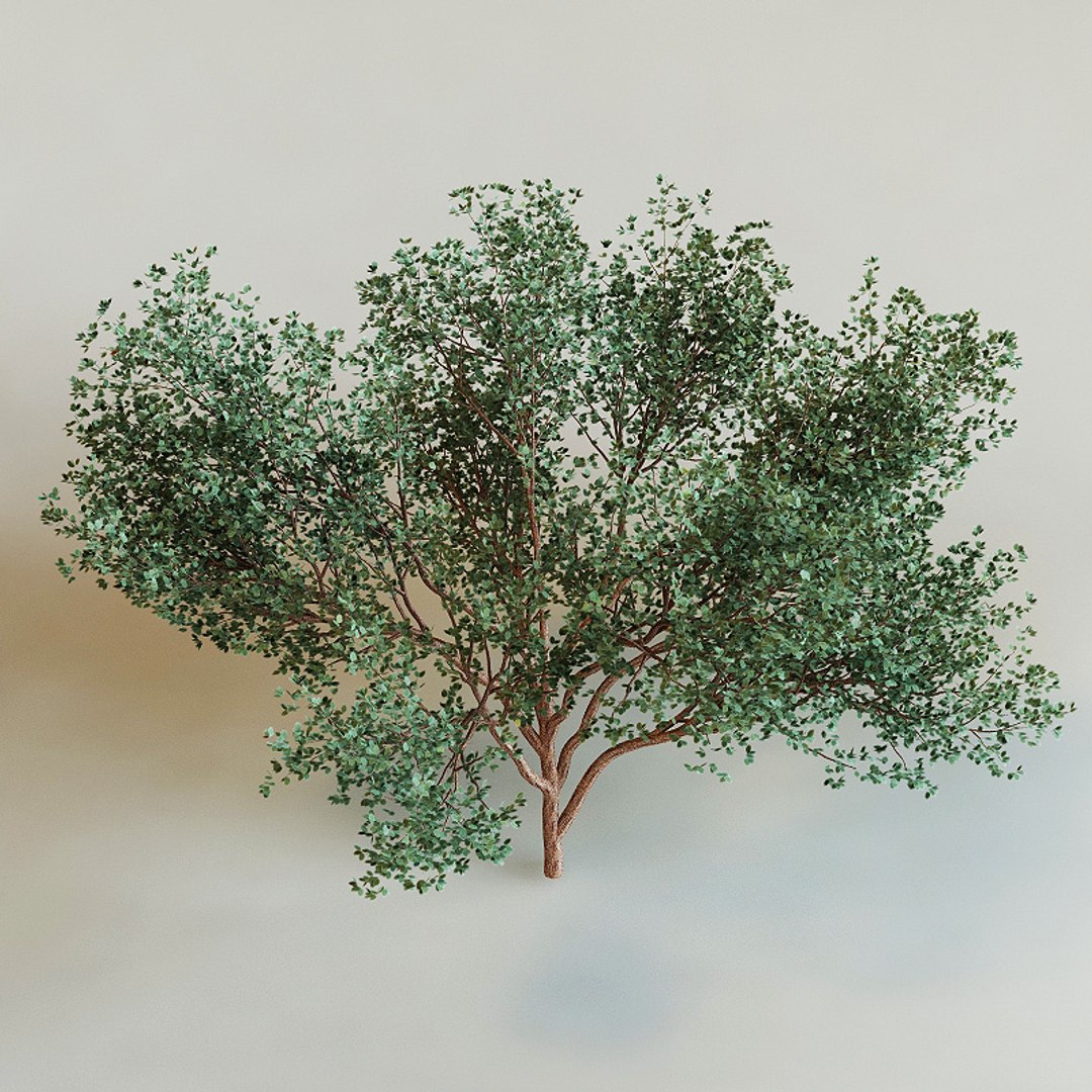 3d model bursera simaruba https://p.turbosquid.com/ts-thumb/3P/2SA7p9/Meb0xzmT/bursera_simaruba0002/jpg/1214048895/1920x1080/fit_q87/cb88dd2705b42c8780e642a9faa01401fe7dfcc8/bursera_simaruba0002.jpg